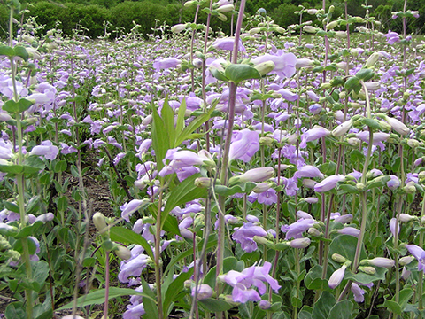 Penstemon digitalis